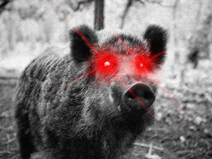 "THIS PIG HAS A DEATHWISH!"